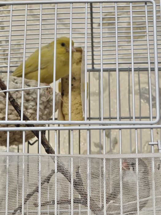 Продам Кенара и Канарейку