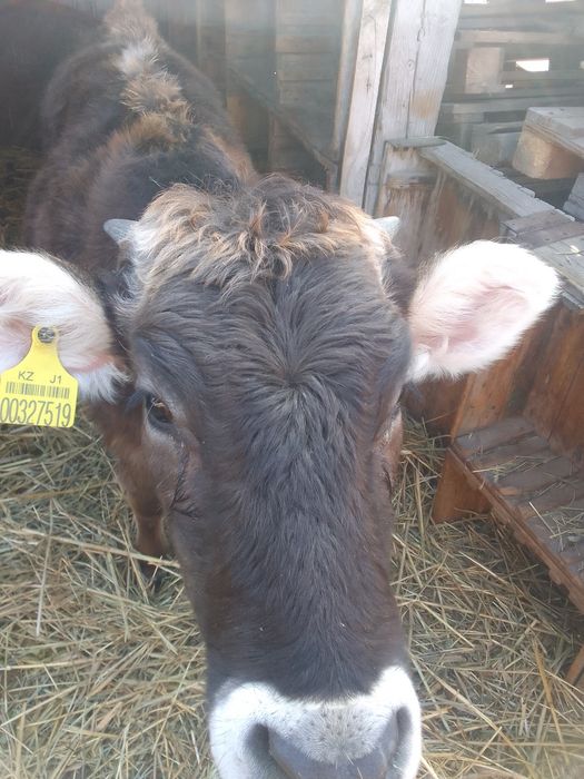 Продам телку хороши