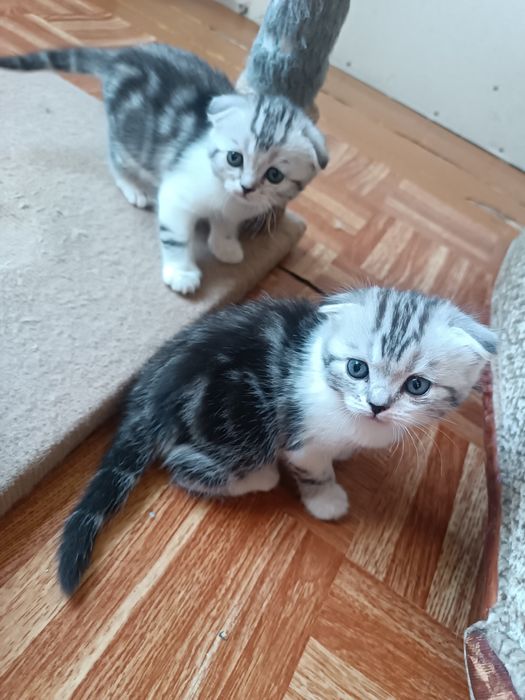 Шотландские вислоухие