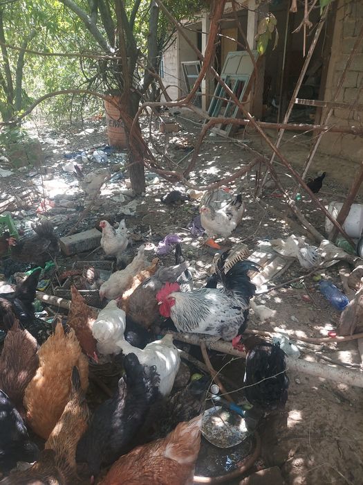 Мастурбация өте арық