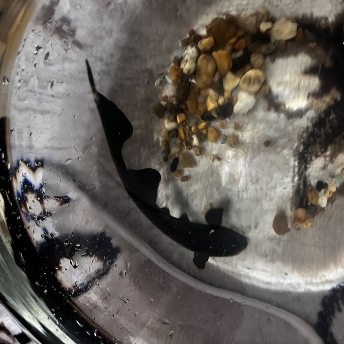 Продам рыбку черный нож