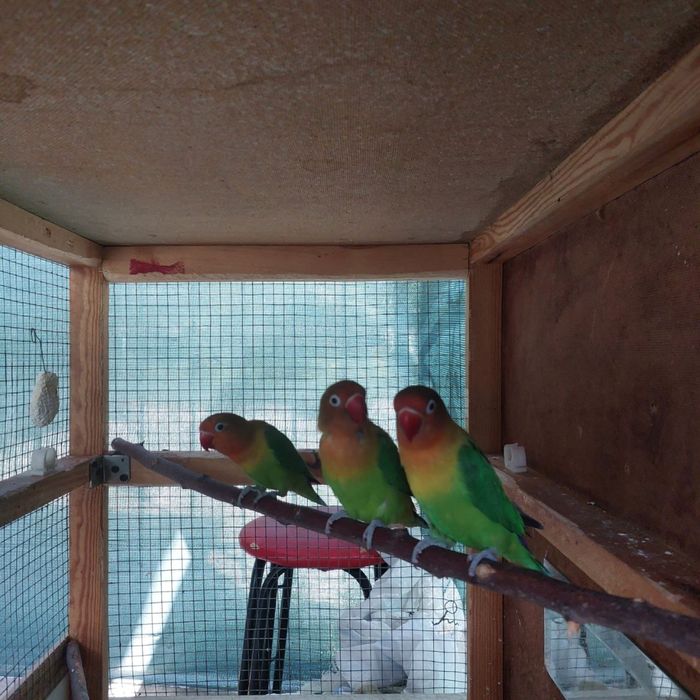 Fisher nerazlushkalar sotladi 2par