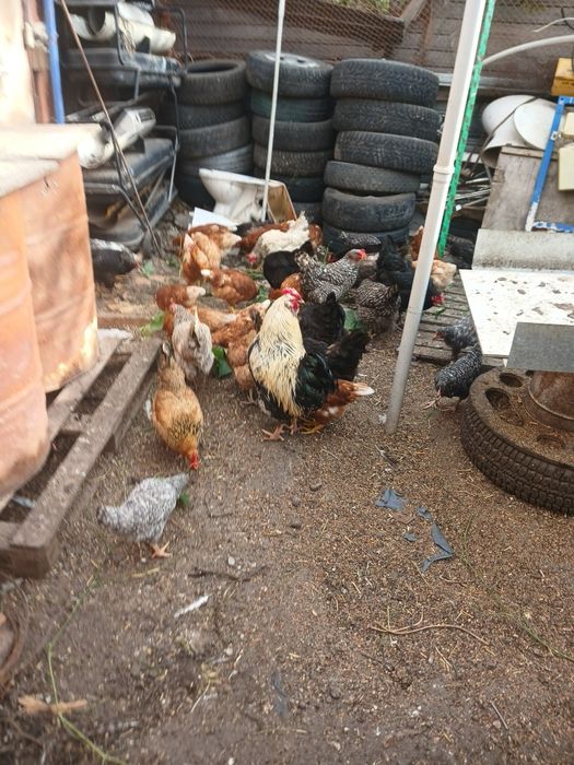 Продам домашних курей