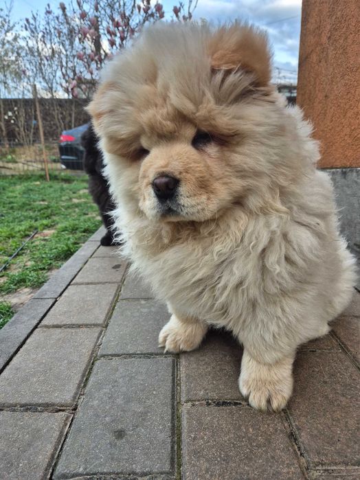 Chow chow mascul crem
