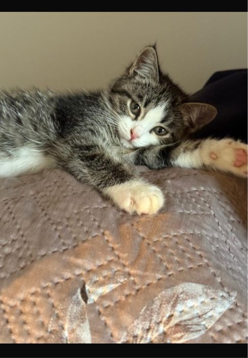 Отдам бесплатно.