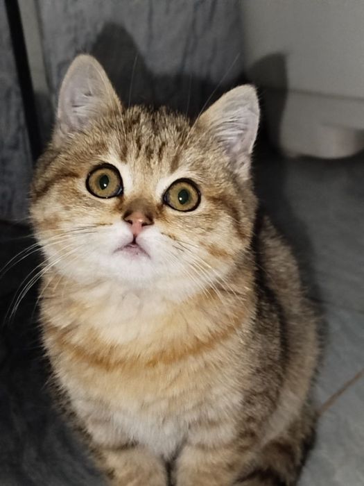 Mushukcha  aqlli , ovqatga oʻrgangan, emlangan, pasaporti bor ,