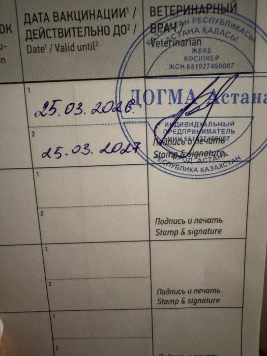 Британский прямоухий котик
