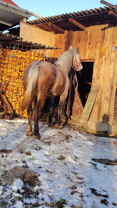 Vând sau schimb cu animale sau auto,buz.