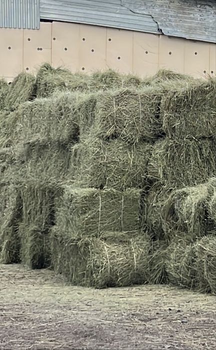 Продам Сено Житняк