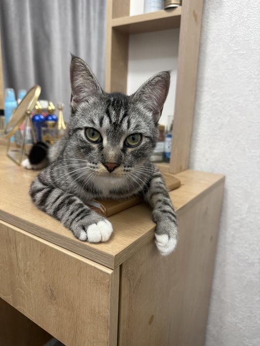 Отдаем кота в хорошие руки