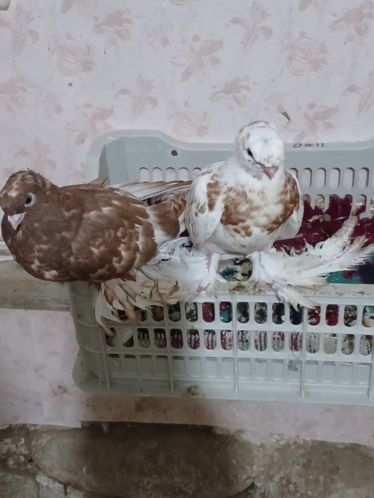 Продам голубей...