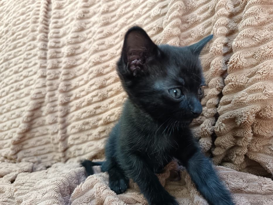 Отдаём котят, активных игривых
