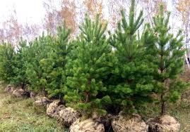 Продажа посадка Ели, Сосны,Туи