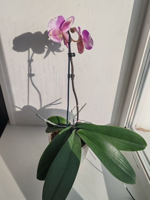 Орхидея фаленопсис