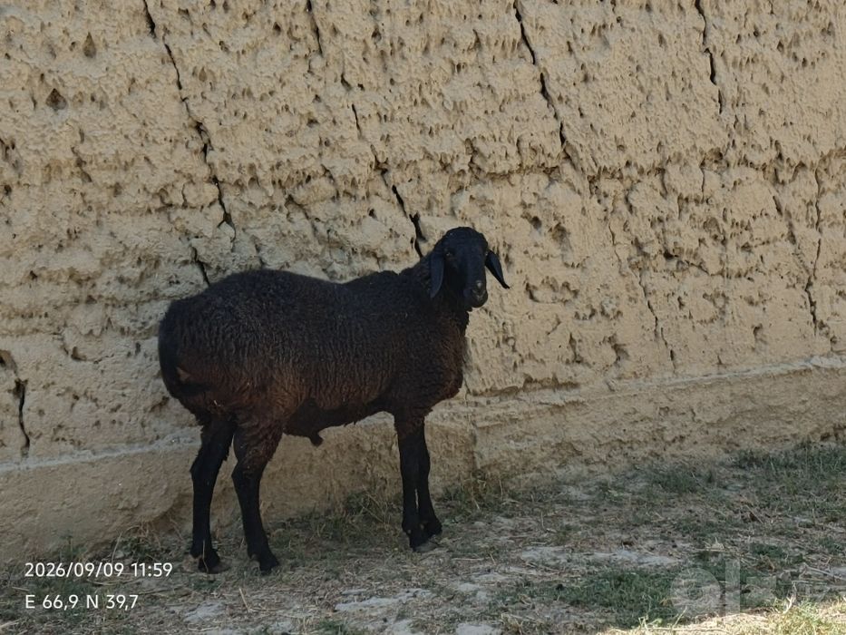 Quchqorlar sotiladi