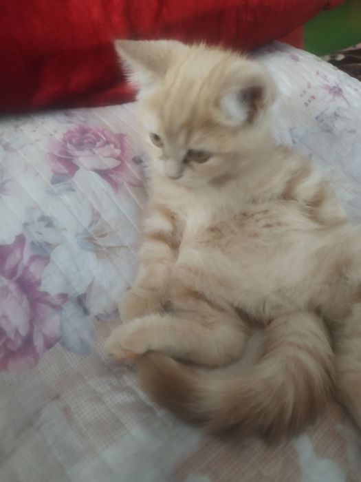 Skotish strayt malchik