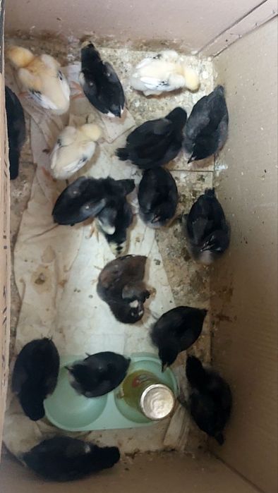 JEFSI Zotli Jo'jalar sotiladi