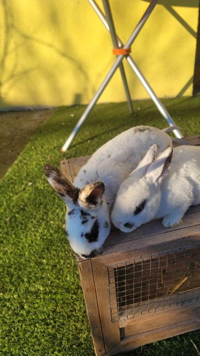 Vând 4 iepurasi Rex tricolor foarte frumosi