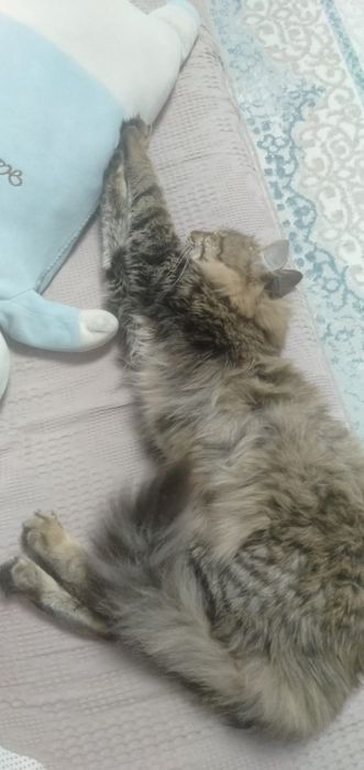 Сибирский кот годик ему