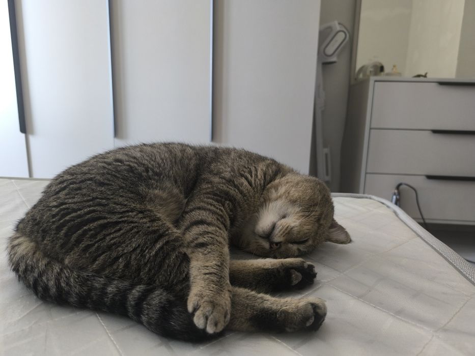 Отдам кота в добрые руки