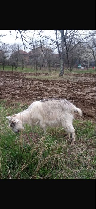 Vând capre pentru tăiere