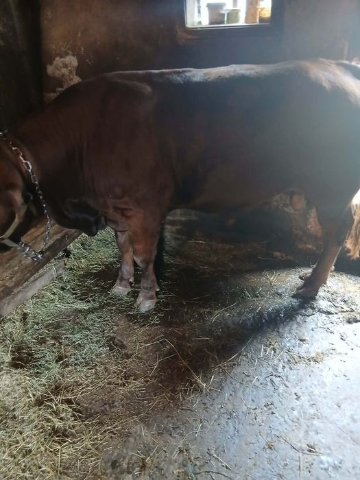 Vând taur de 1 an și 4 luni