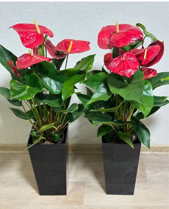 Офис гуллари, Офисные цветы, Катта гуллар!