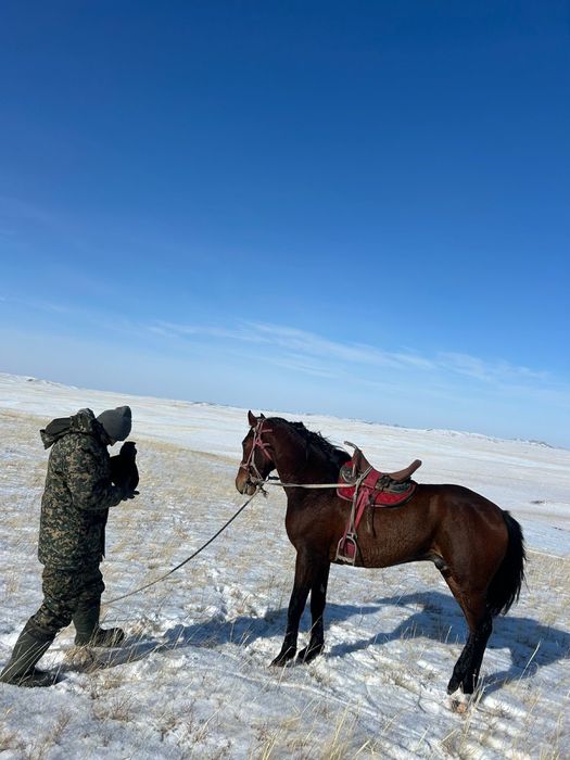 Продается дерзкий жеребец , шусытрый , көкпар , кокпар
