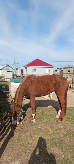 Бие сатылады. Дөнен