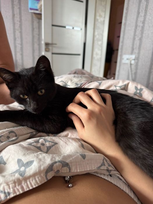 Отдаём кота в добрые руки