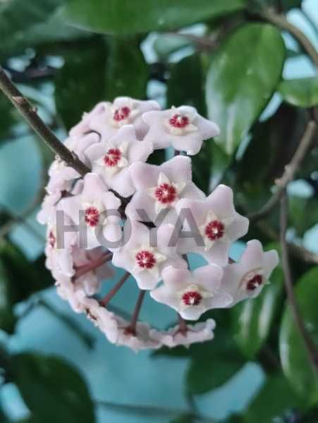 Hoya Carnosa Lacrima Maicii Domnului,