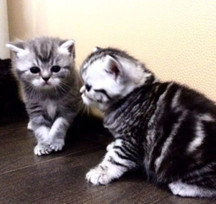 Шотланские котята