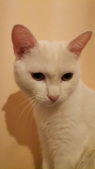 Продам белых котят