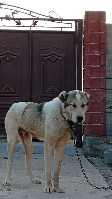 Алабай ит 1 жасар сатылымда