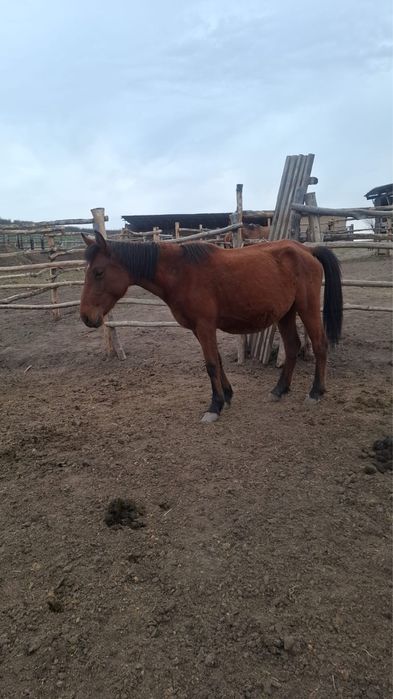 Буаз байталдар  .