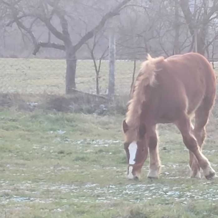 Vând mânz semigreu