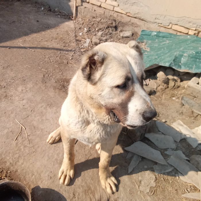 Алобай 1 ёшар булди