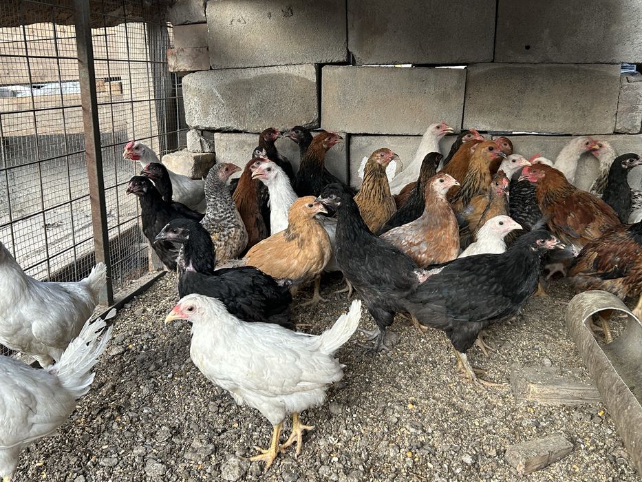 Продам Домашних цыплят