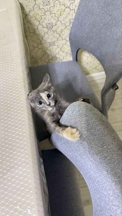 Котенок в добрые руки