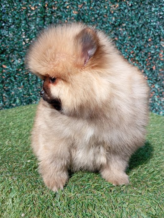 Померан померанчета