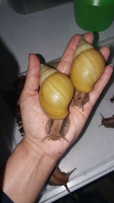 Улитки ахатины альбино и стандарт