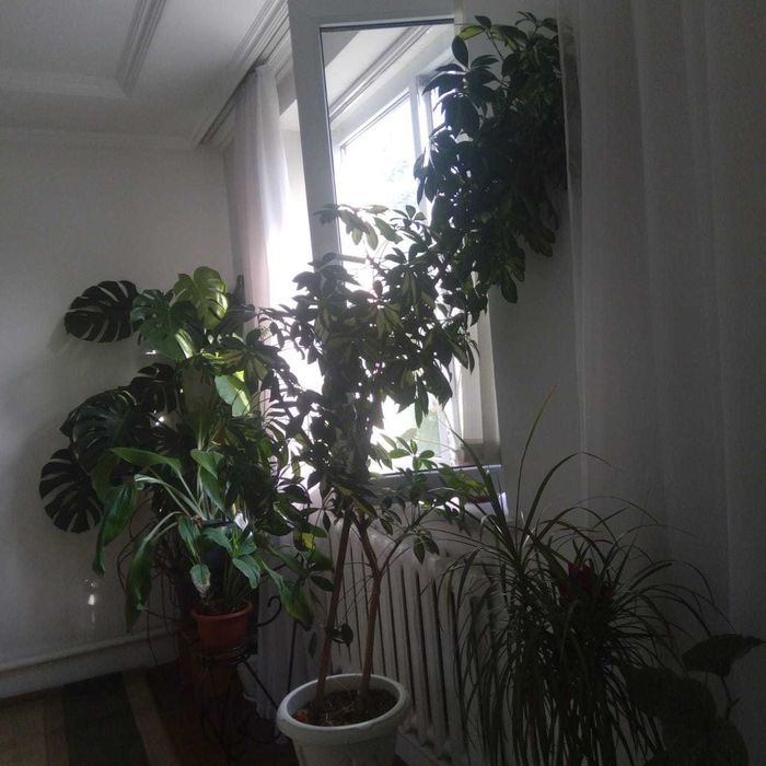Продам комнатные цветы