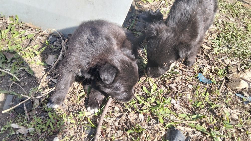 Отдам даром щенят