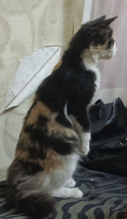 Отдам котят в хорошии руки