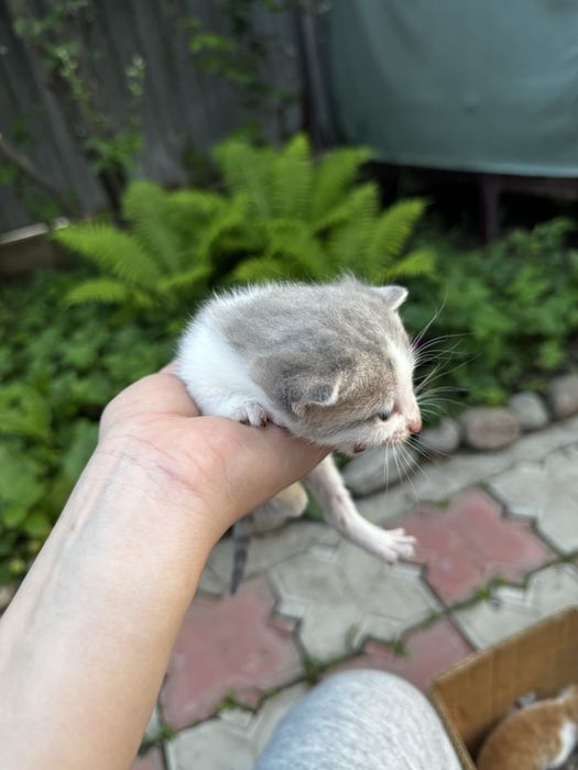 Отдам кошечку и 4 котята