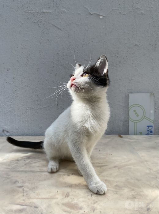 Котенок в добрые руки