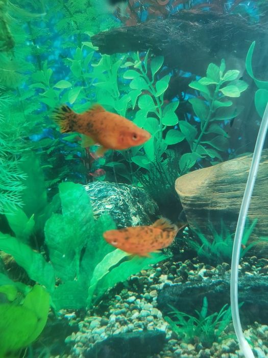 Меченосецы тигровые