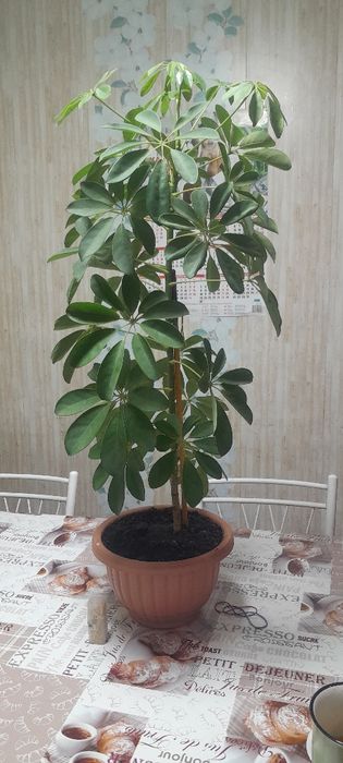 Цветы комнатный,цены разные.