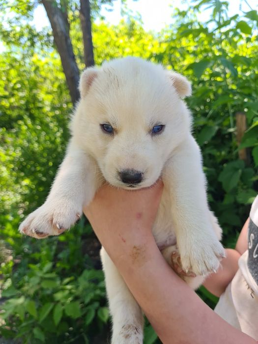 продам щенков Сибирской хаски