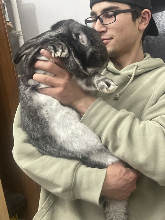 Продам кроликов(самцы)